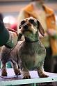 Crufts2011_2 1477